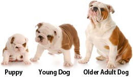 ... training your puppy? Is it best when your dog is a puppy, a young dog